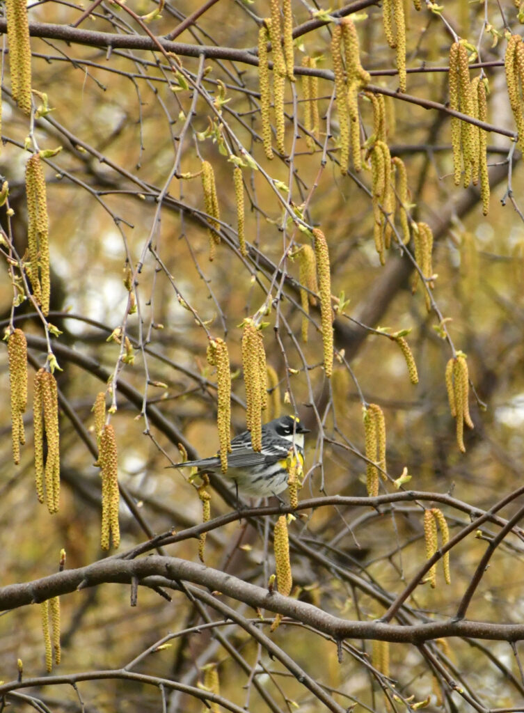 Yellow-rumped warbler, Prospect Park