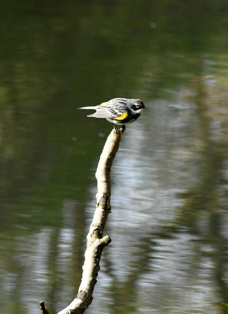 Yellow-rumped warbler, Prospect Park