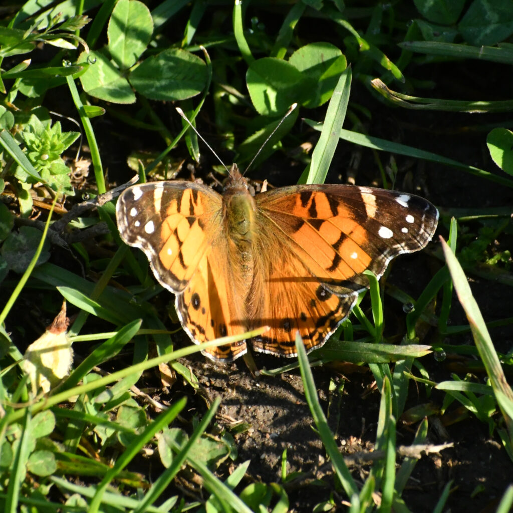 American Lady butterfly, Prospect Park