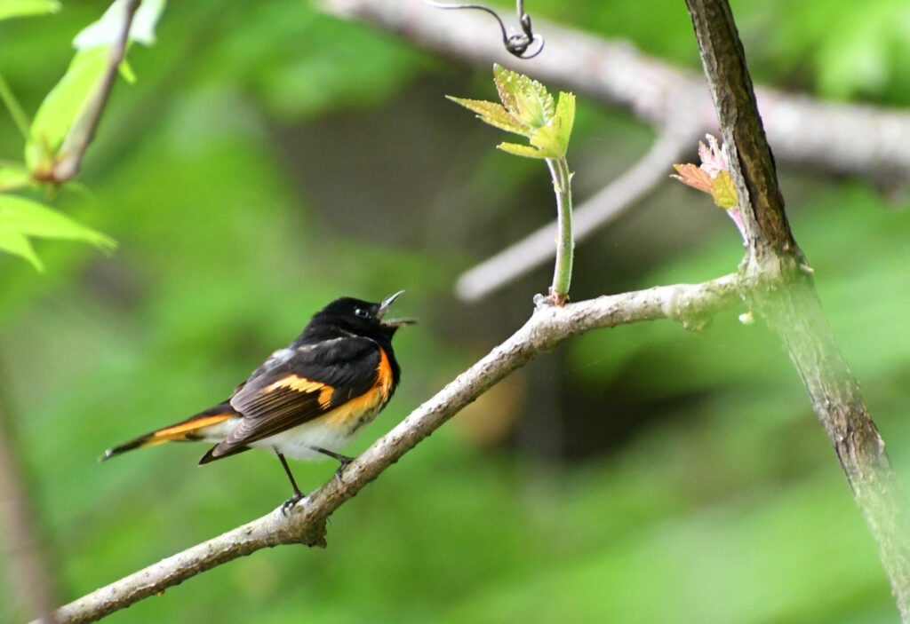 American redstart, Prospect Park