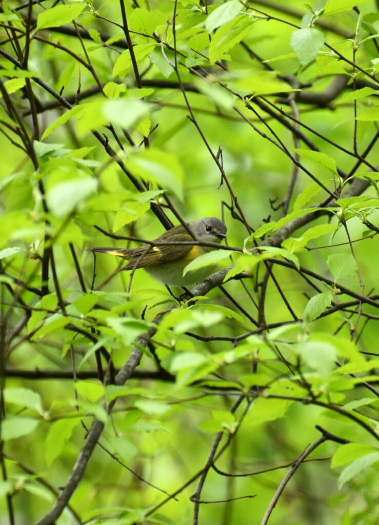 American redstart (female or juvenile male), Prospect Park