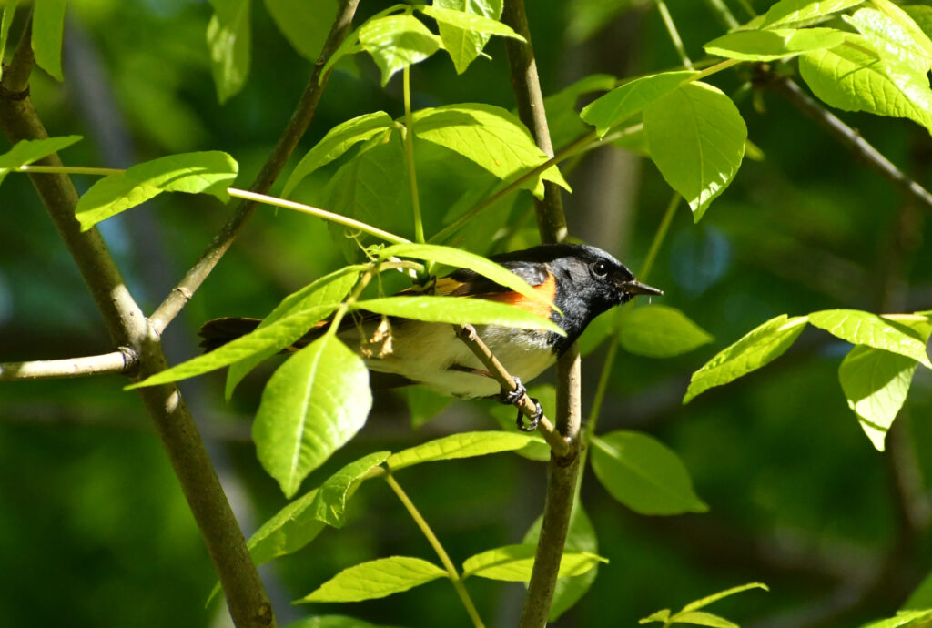 American redstart (male), Prospect Park