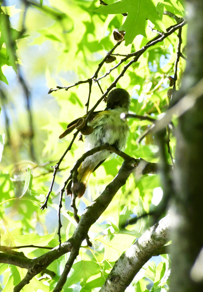 American redstart, Prospect Park