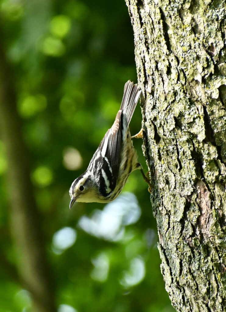 Black-and-white warbler, Prospect Park