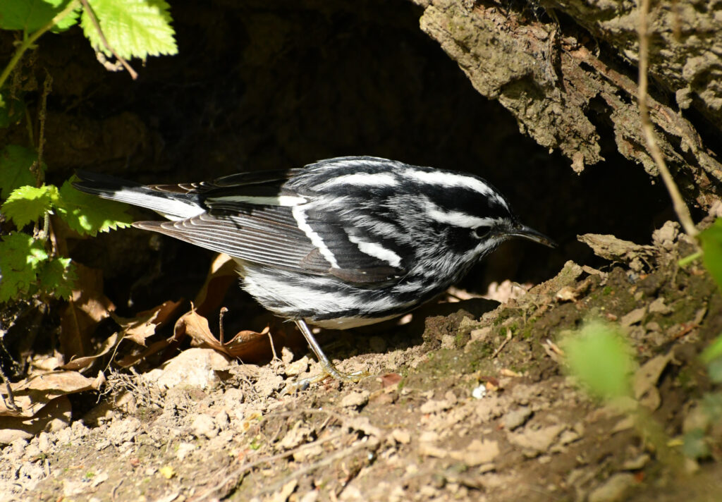 Black-and-white warbler, Prospect Park