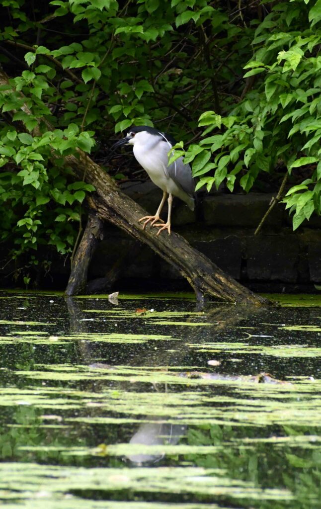 Black-crowned night heron, Prospect Park Black-crowned night heron, Prospect Park