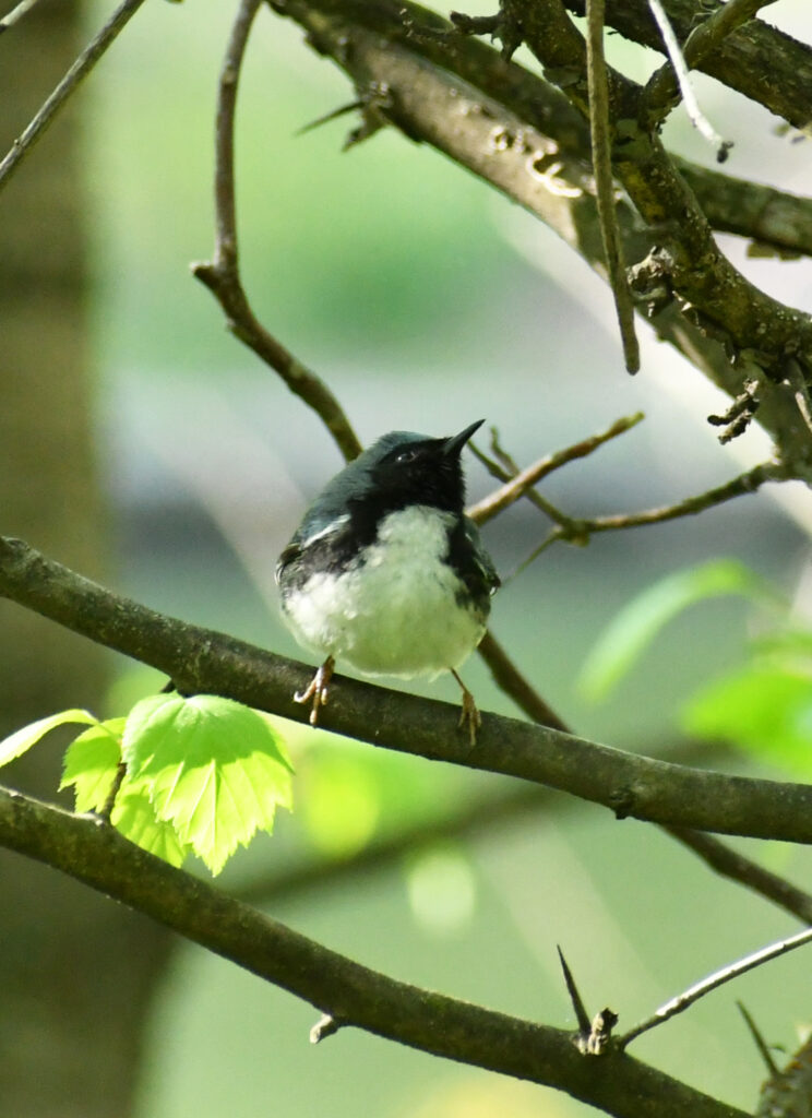 Black-throated blue warbler, Prospect Park