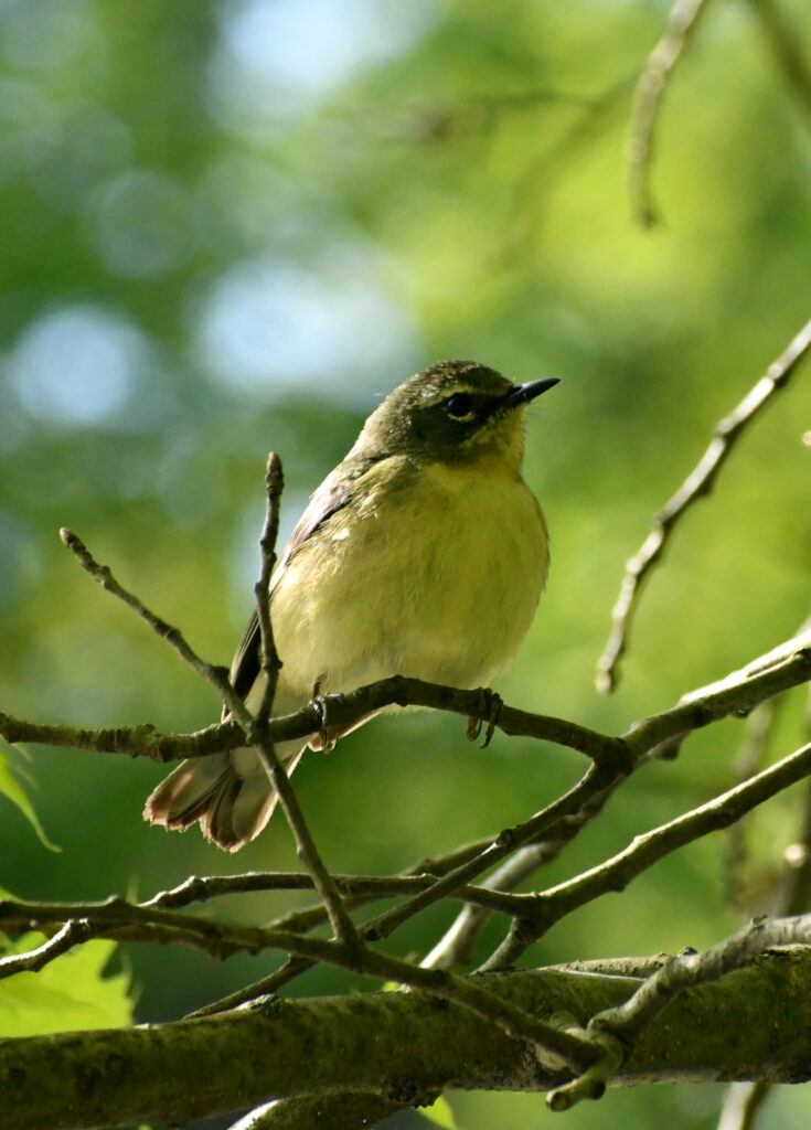 Black-throated blue warbler (female), Prospect Park