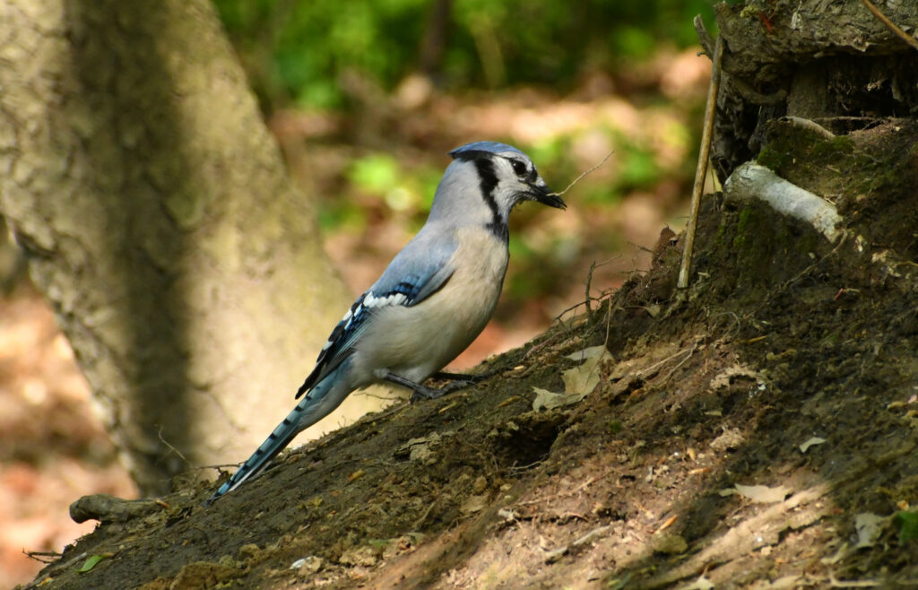 Blue jay, Prospect Park