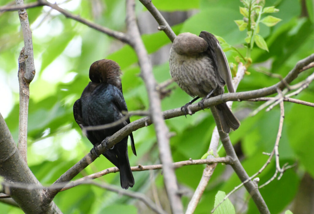 Brown-headed cowbirds (male and female), Prospect Park Brown-headed cowbirds (male and female), Prospect Park