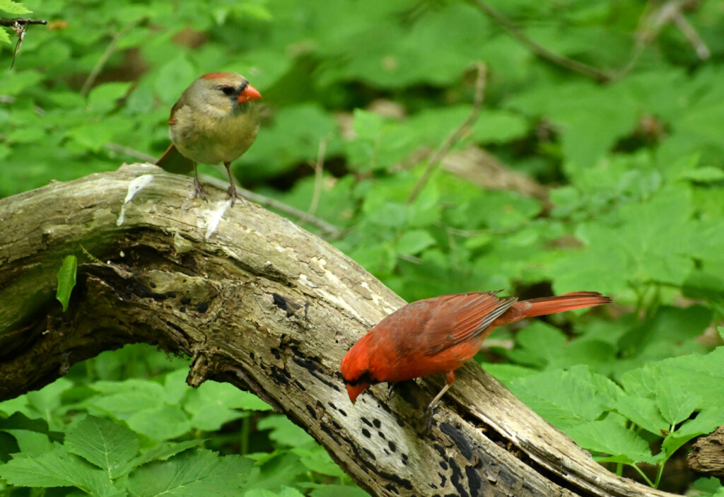 Cardinals, female and male, Prospect Park