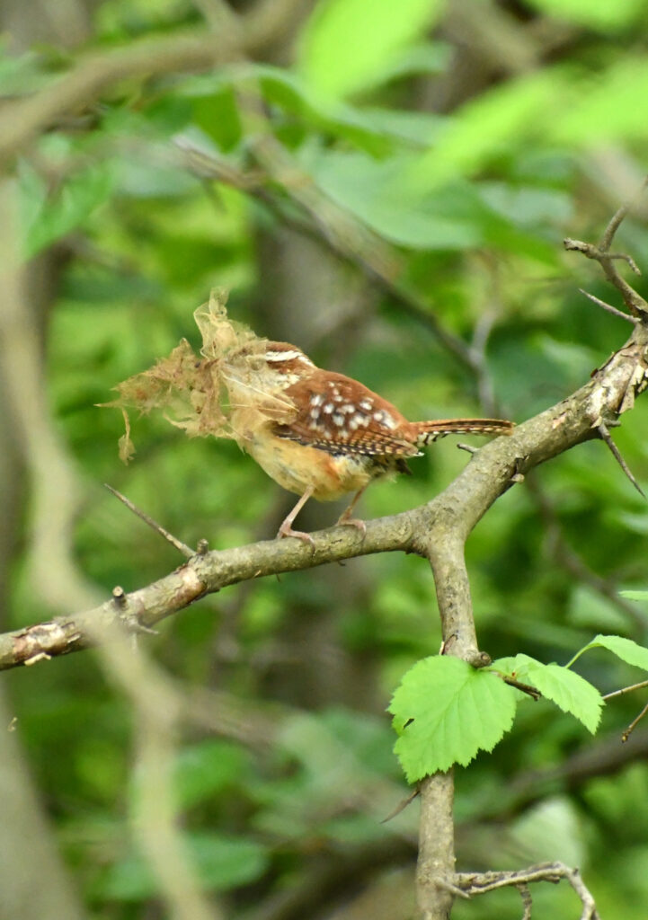 Carolina wren with leaf skeleton, Prospect Park