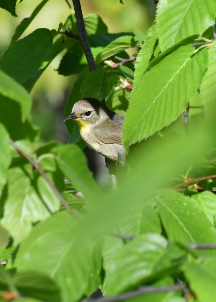 Common yellowthroat (female), Bear Mountain State Park