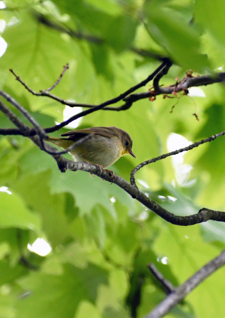 Common yellowthroat (female), Prospect Park