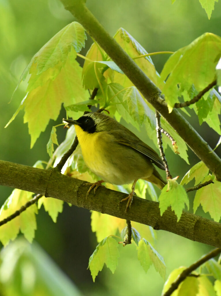 Common yellowthroat, Prospect Park