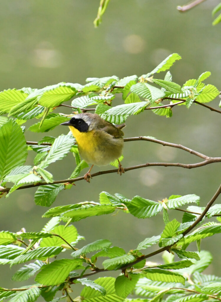 Common yellowthroat, Prospect Park Common yellowthroat, Prospect Park