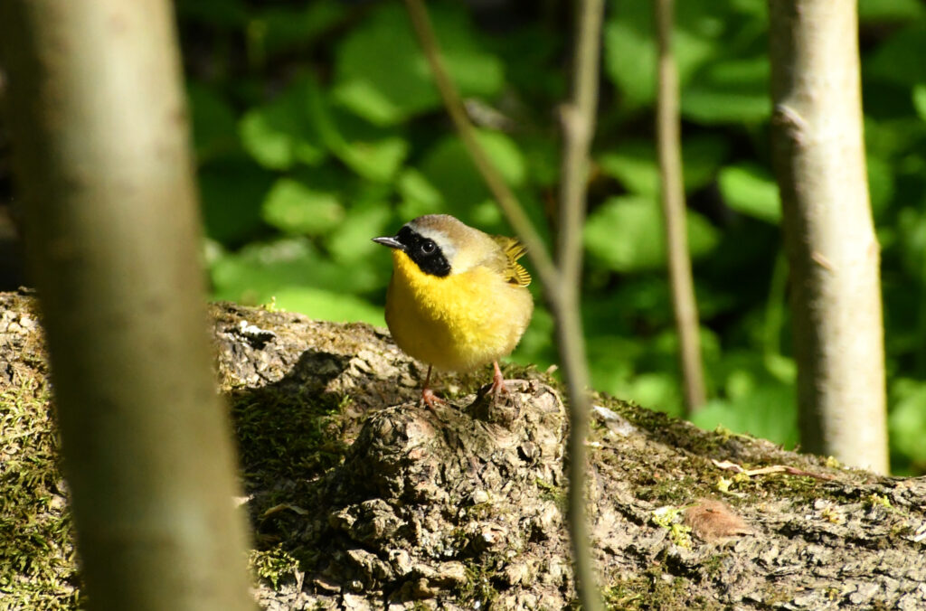 Common yellowthroat, Prospect Park