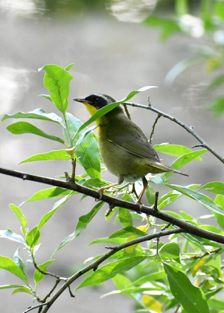 Common yellowthroat, Prospect Park Common yellowthroat, Prospect Park