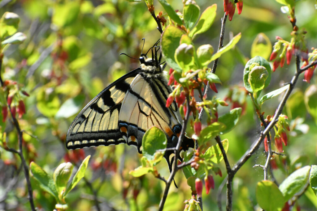 Eastern tiger swallowtail, Bear Mountain State Park