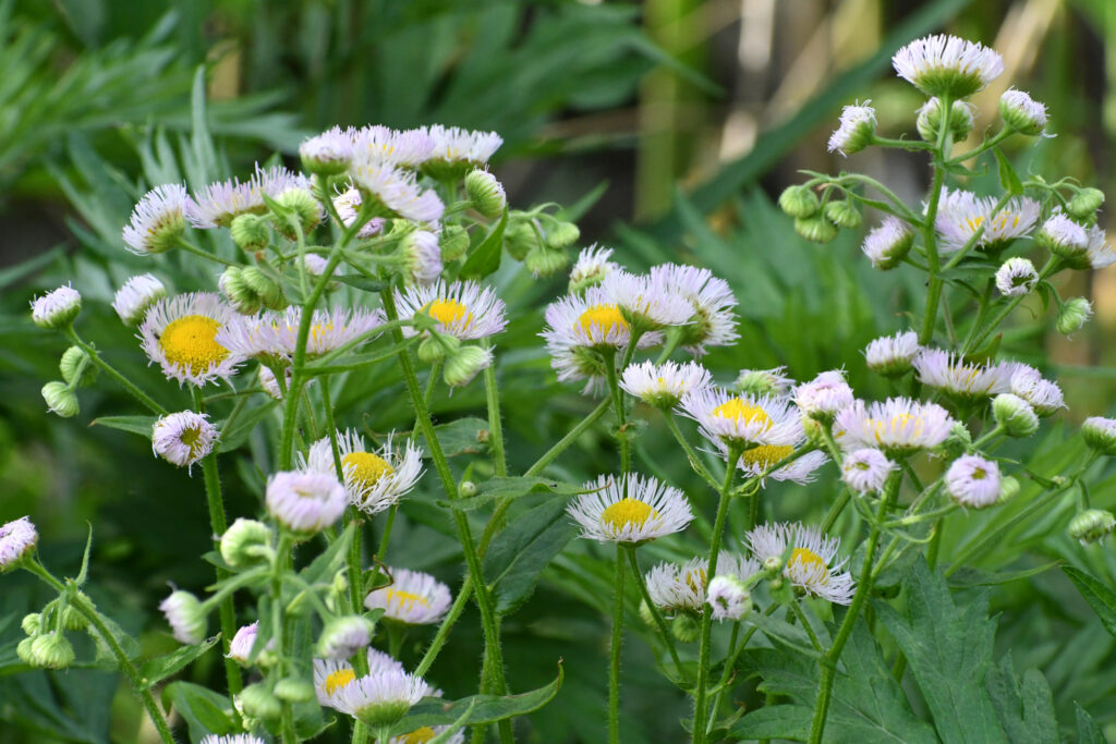 Fleabane, Prospect Park
