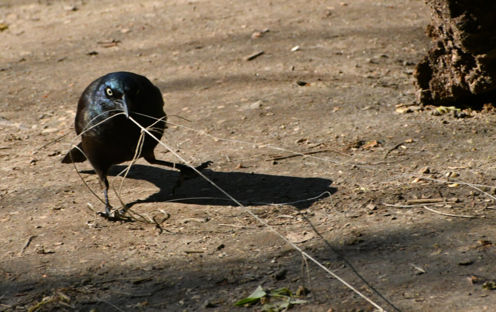 Grackle, Prospect Park