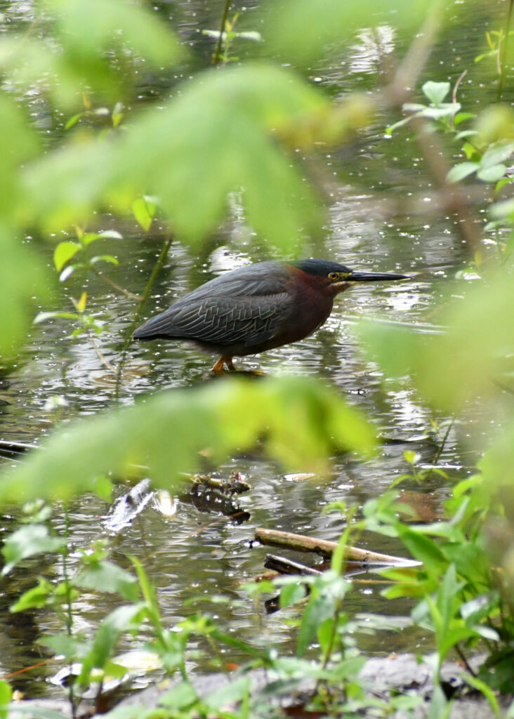 Green heron, Prospect Park