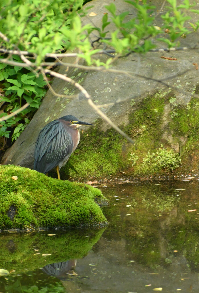 Green heron, Prospect Park