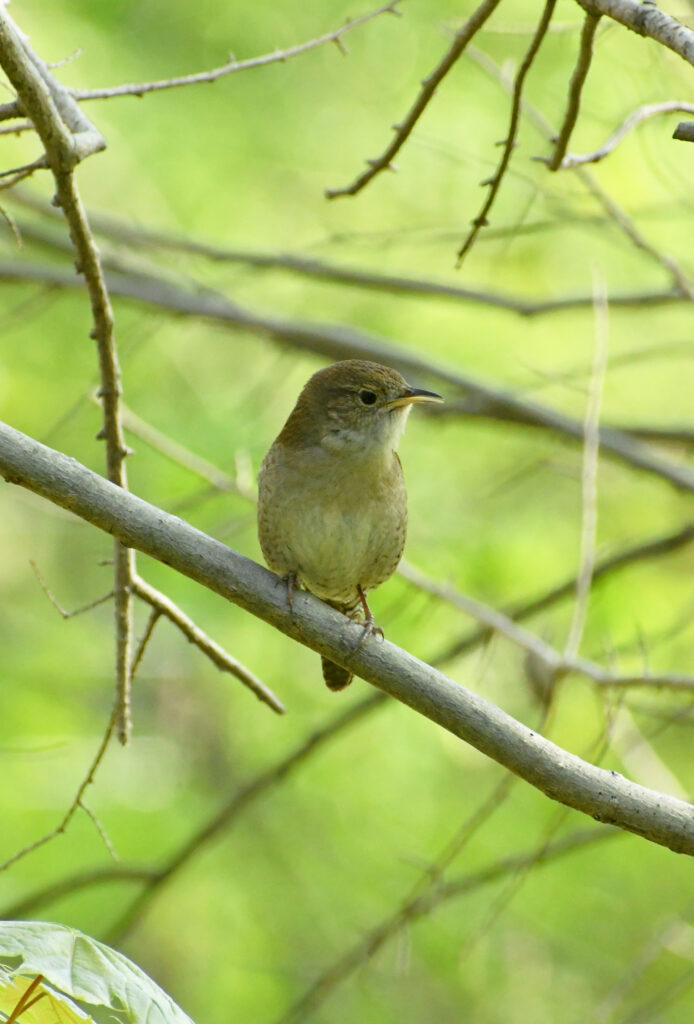 House wren, Prospect Park