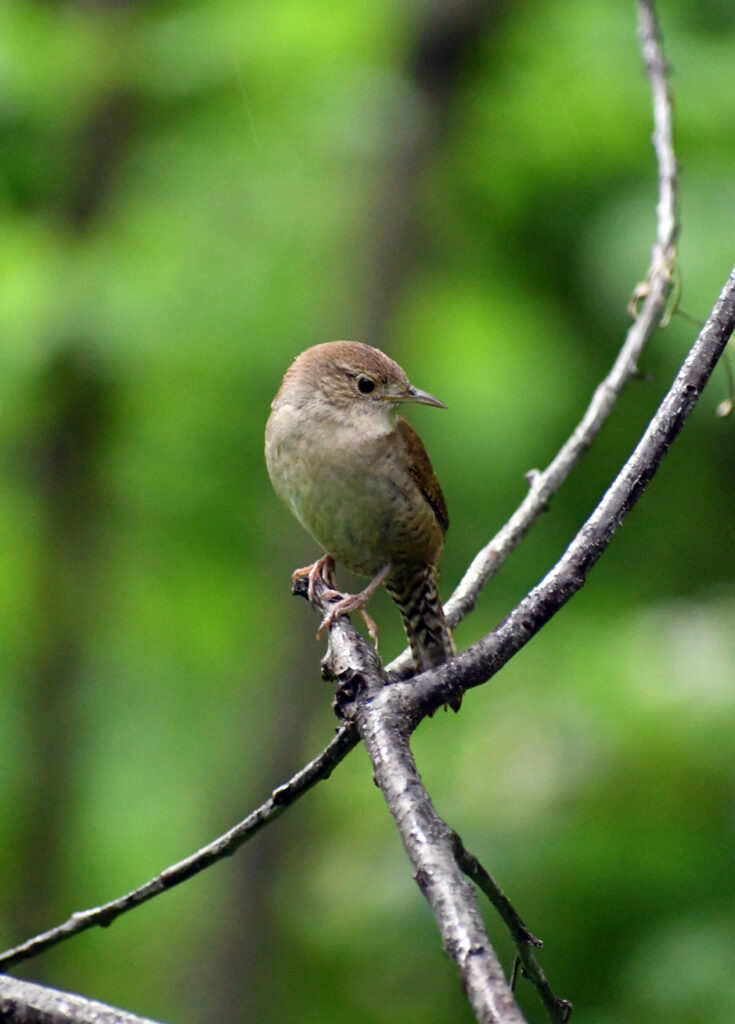House wren, Prospect Park