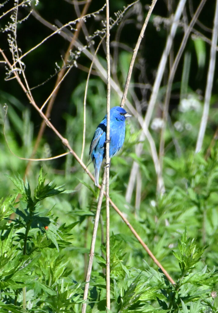 Indigo bunting, Prospect Park