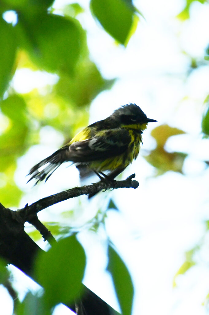 Magnolia warbler, fluffing himself dry, Prospect Park