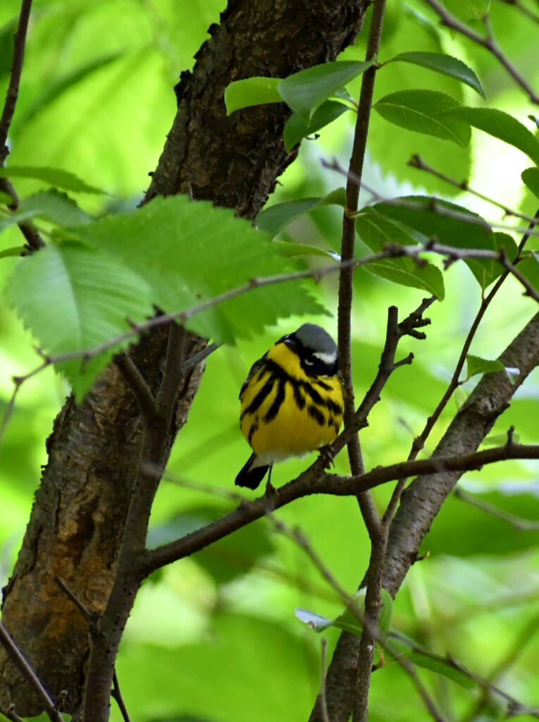 Magnolia warbler (male), Prospect Park