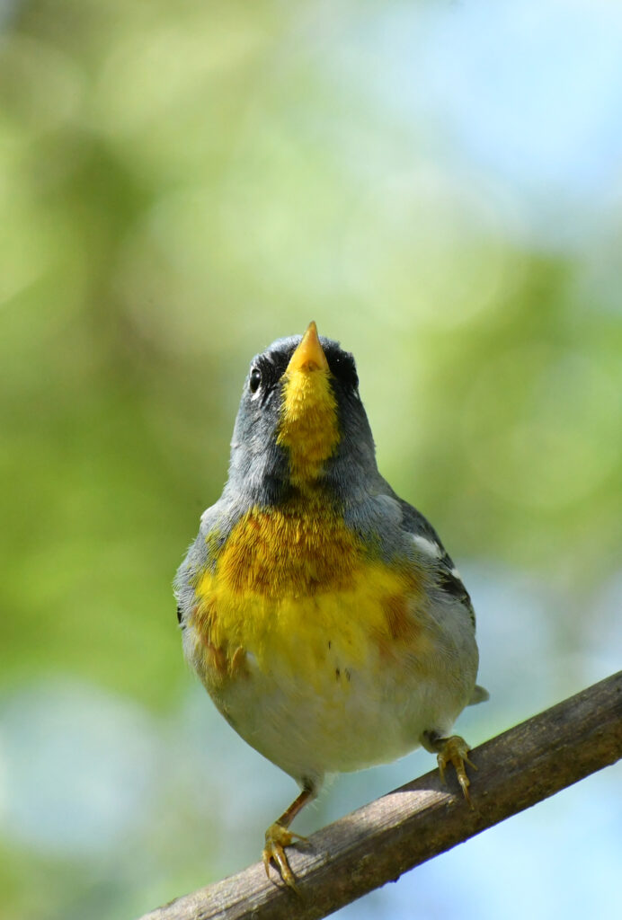 Northern parula, Prospect Park