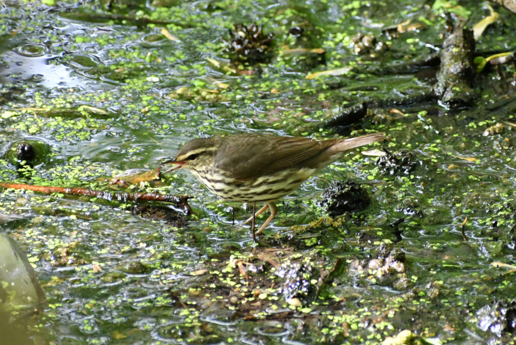 Northern waterthrush (yellowish adult), Prospect Park