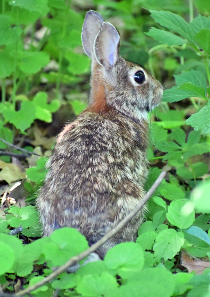 Rabbit, Prospect Park