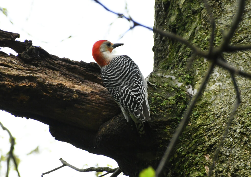Red-bellied woodpecker, Prospect Park