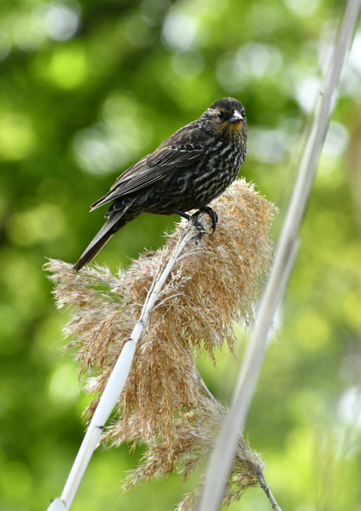 Red-winged blackbird (female), Prospect Park