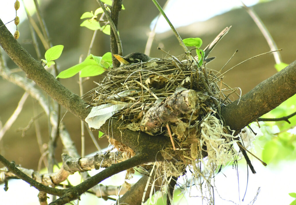 Robin's nest, Prospect Park