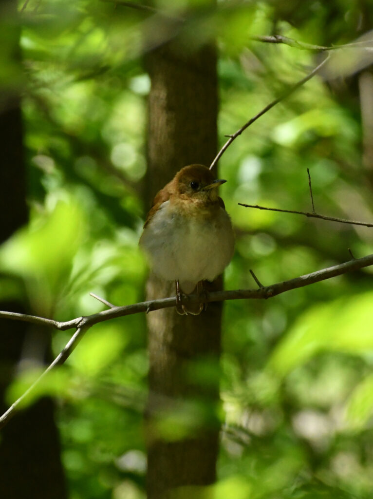 Veery, Prospect Park