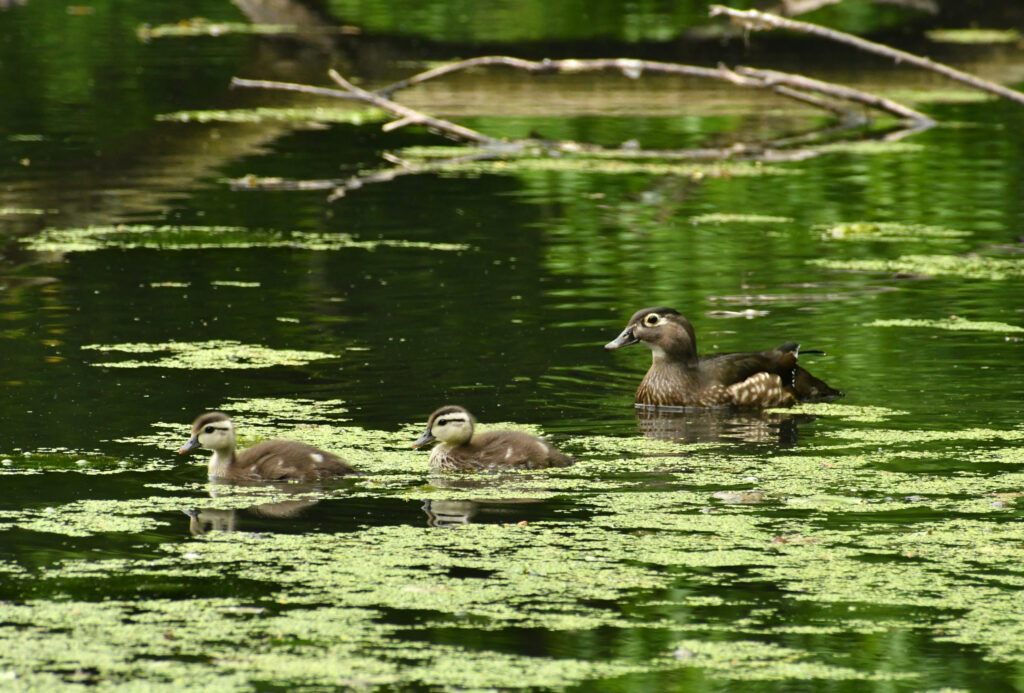 Wood duck and two ducklings, Prospect Park Wood duck and two ducklings, Prospect Park