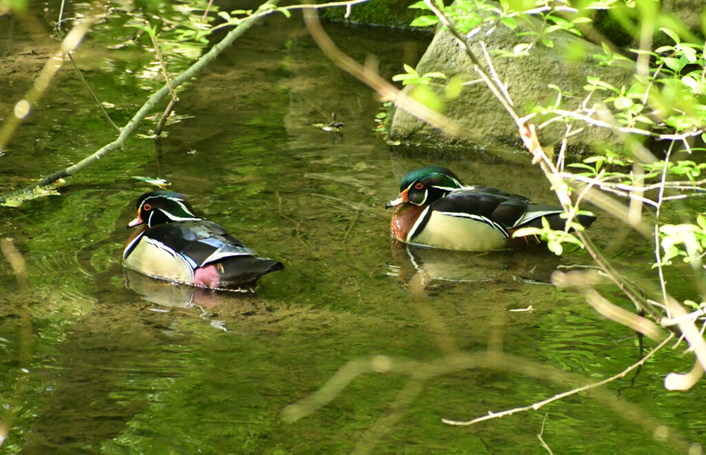 Wood ducks (male), Prospect Park