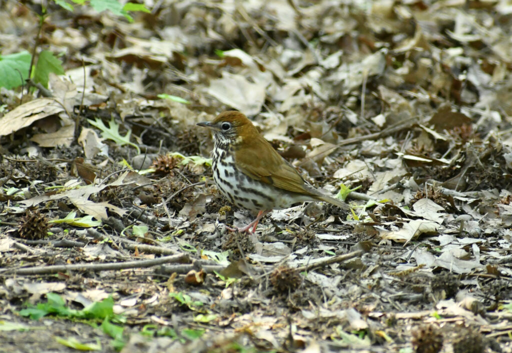 Wood thrush, Prospect Park