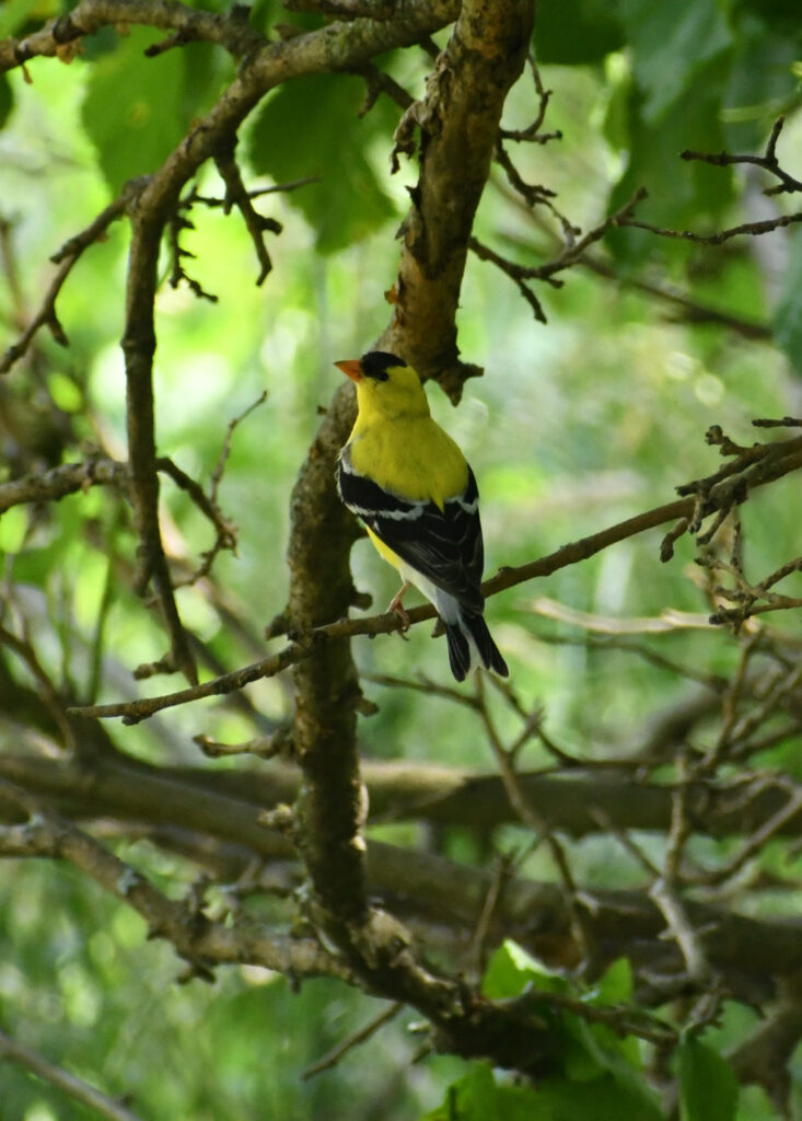 American goldfinch, Rockefeller State Park Preserve