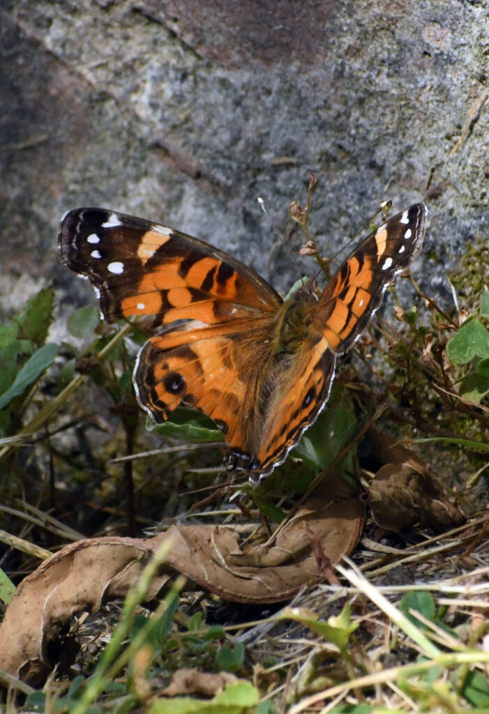 American lady, Green-wood Cemetery