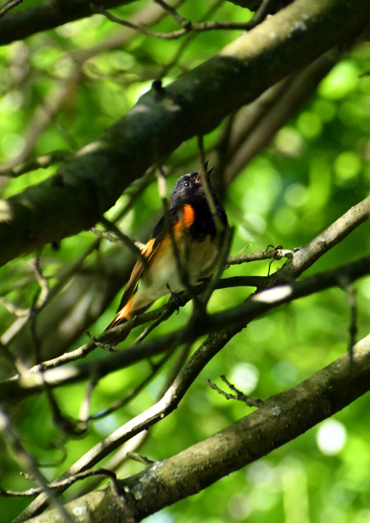 American redstart, Prospect Park