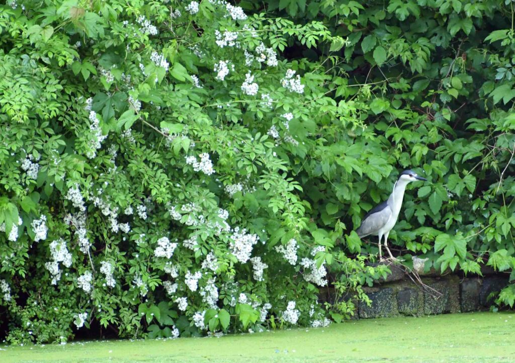 Black-crowned night heron, Prospect Park