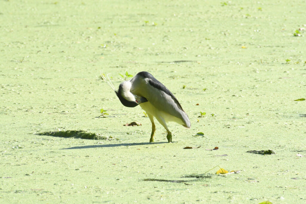 Black-crowned night heron, Prospect Park