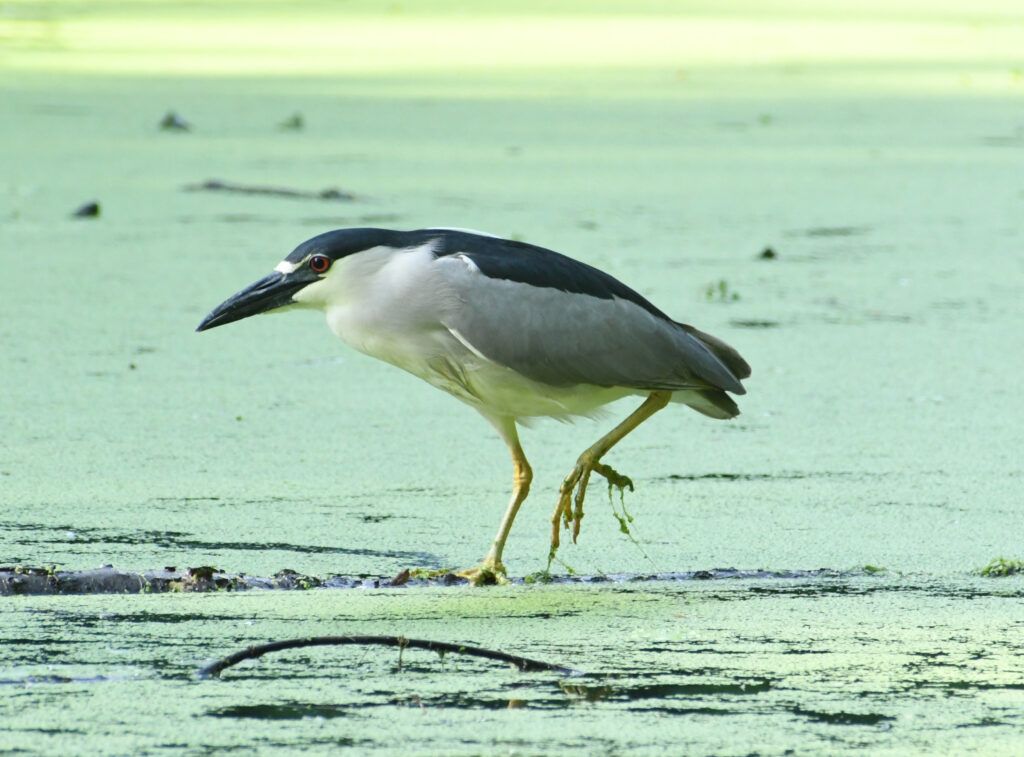 Black-crowned night heron, Prospect Park