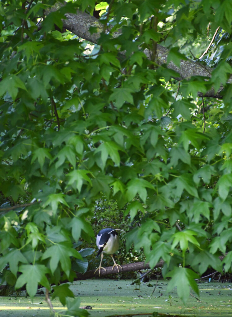 Black-crowned night heron, Prospect Park