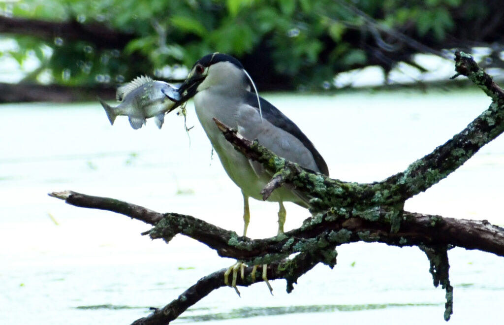 Black-crowned night heron, Prospect Park